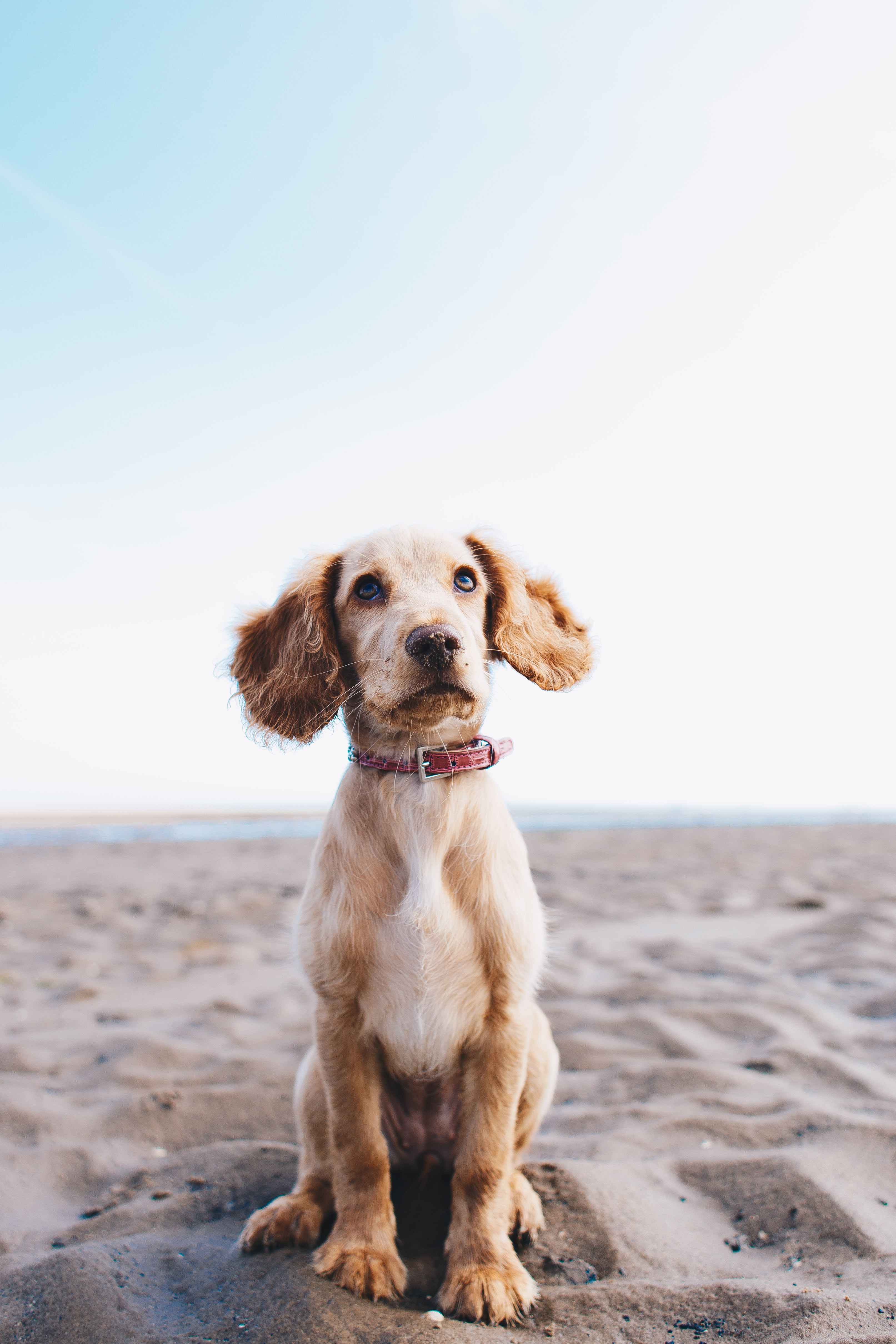 Haut Und Fellprobleme Beim Hund Fachtier rzte Dreier Sch pf
